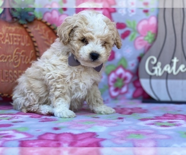 Medium Photo #1 Schnoodle (Miniature) Puppy For Sale in LANCASTER, PA, USA