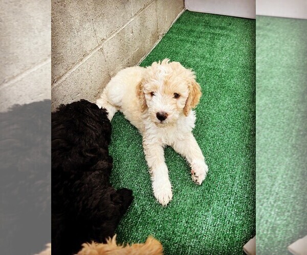 Medium Photo #10 Goldendoodle Puppy For Sale in LONG BEACH, CA, USA