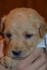 Labradoodle Puppy for sale in SUNBURY, PA, USA