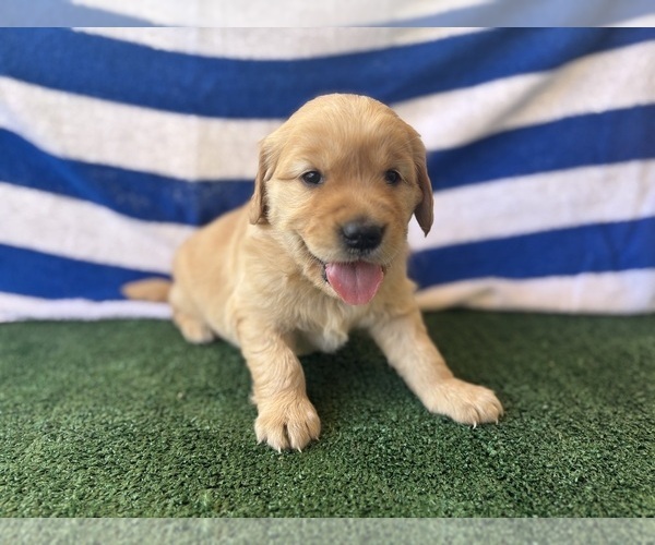 Medium Photo #8 Golden Retriever Puppy For Sale in CERES, CA, USA