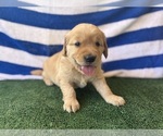Small #7 Golden Retriever