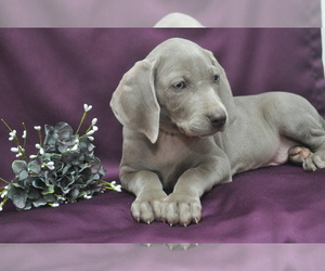 Weimaraner Puppy for sale in BREMEN, GA, USA