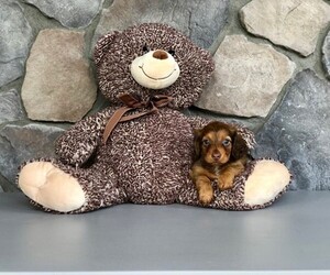 Dachshund Puppy for sale in CLEVELAND, NC, USA