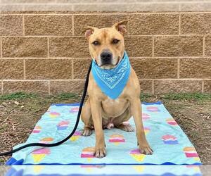 BASTION - Male Mutt Dog for Adoption - Photo #3