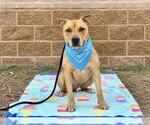 Small Photo #3 Mutt Puppy For Sale in Orange, CA, USA