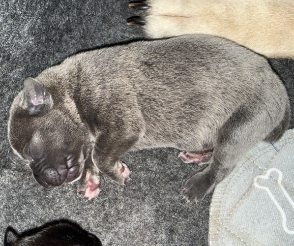 Medium Photo #1 Cane Corso Puppy For Sale in STUART, IA, USA