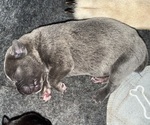 Puppy 1 Cane Corso