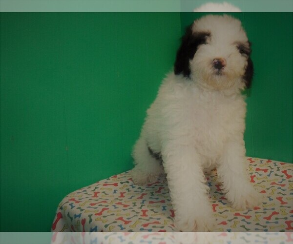 Medium Photo #1 Miniature Bernedoodle Puppy For Sale in PATERSON, NJ, USA