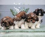 Small Shih Tzu