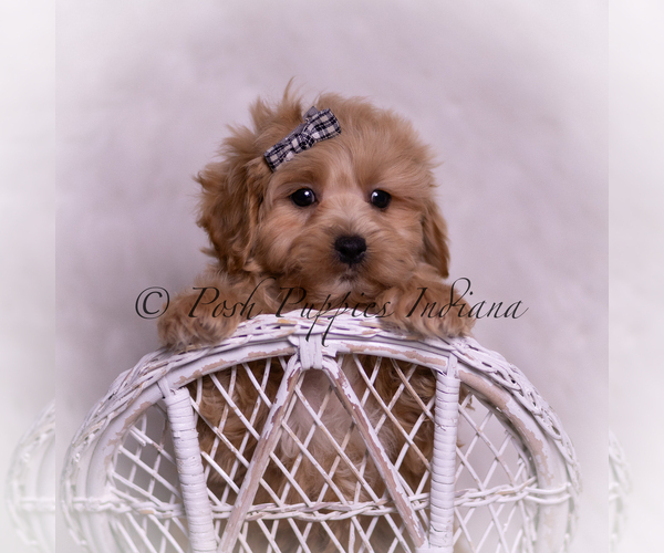 Medium Photo #16 Maltipoo (Miniature) Puppy For Sale in WARSAW, IN, USA
