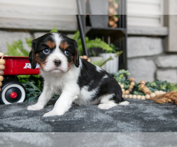 Medium Photo #2 Cavalier King Charles Spaniel Puppy For Sale in NARVON, PA, USA