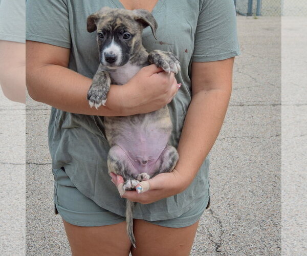 Medium Photo #3 Labsky Puppy For Sale in Huntley, IL, USA