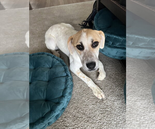 Medium Photo #3 Great Pyrenees-Texas Heeler Mix Puppy For Sale in Aurora, CO, USA