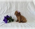 Puppy RaeAnn Cavapoo