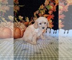 Small #1 Goldendoodle (Miniature)