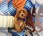 Small Photo #2 Cavapoo Puppy For Sale in STEVENS, PA, USA