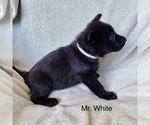 Small #8 German Shepherd Dog
