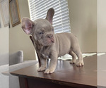 Small #1 French Bulldog