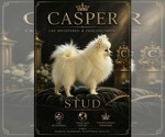 Small Photo #1 Pomeranian Puppy For Sale in GUN BARREL CITY, TX, USA