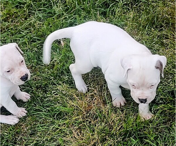 Medium Photo #3 American Bandogge Puppy For Sale in TOMBALL, TX, USA