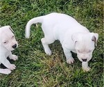 Small Photo #3 American Bandogge Puppy For Sale in TOMBALL, TX, USA