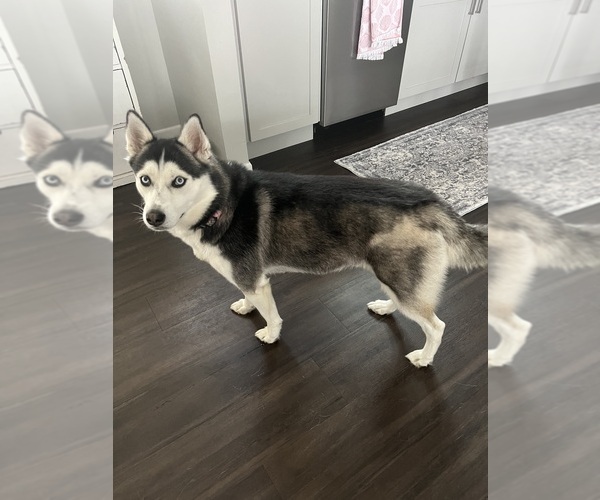 Medium Photo #2 Siberian Husky Puppy For Sale in SHAWANO, WI, USA