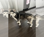 Small #1 Siberian Husky