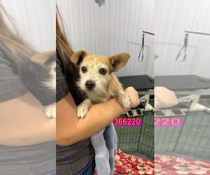 Norfolk Terrier Dogs for adoption in Chico, CA, USA