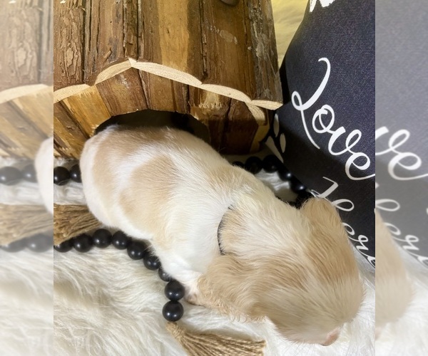 Medium Photo #12 Cocker Spaniel Puppy For Sale in RIPLEY, MS, USA