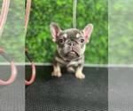 Small Photo #27 French Bulldog Puppy For Sale in PARADISE VALLEY, AZ, USA