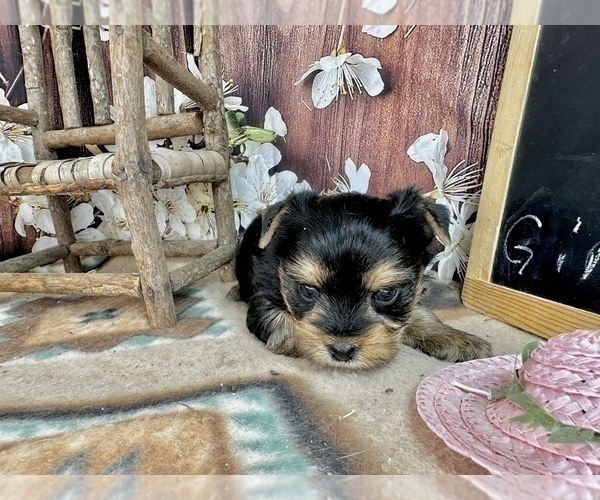 Medium Photo #6 Yorkshire Terrier Puppy For Sale in CASSVILLE, MO, USA