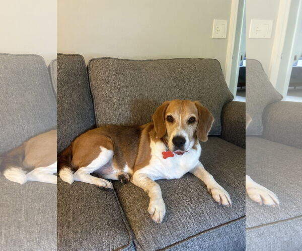 Medium Photo #8 Beagle Puppy For Sale in Tampa, FL, USA