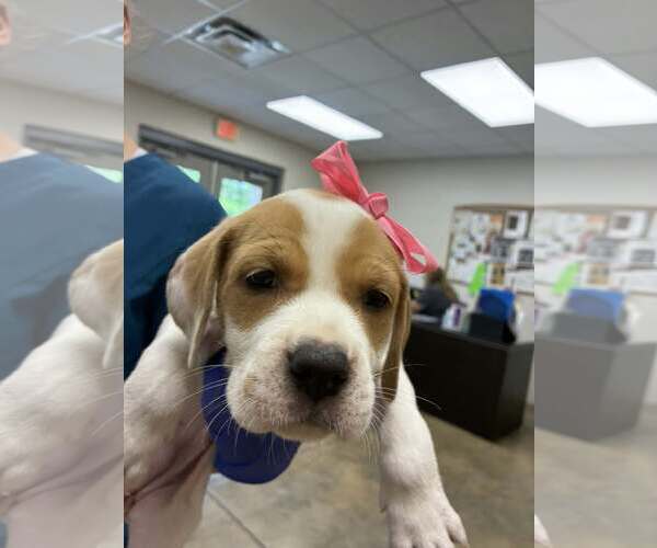 Medium Photo #1 Bulldog-Labrador Retriever Mix Puppy For Sale in SHERBURNE, NY, USA