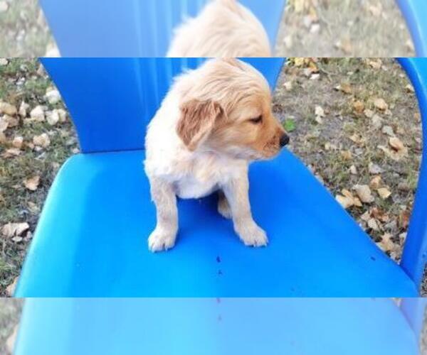 Medium Photo #2 Golden Retriever Puppy For Sale in LEON, KS, USA