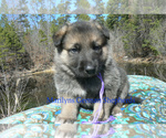 Small #4 German Shepherd Dog