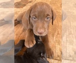 Small Photo #1 Labrador Retriever Puppy For Sale in VALLEJO, CA, USA