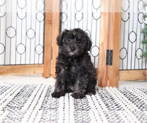 Schnoodle (Standard) Puppy for sale in NAPLES, FL, USA