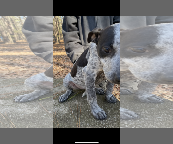 Medium Photo #3 Beagle-Catahoula Leopard Dog Mix Puppy For Sale in York, SC, USA