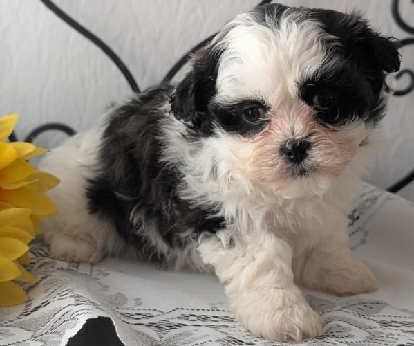 Medium Photo #22 Zuchon Puppy For Sale in GOSHEN, IN, USA