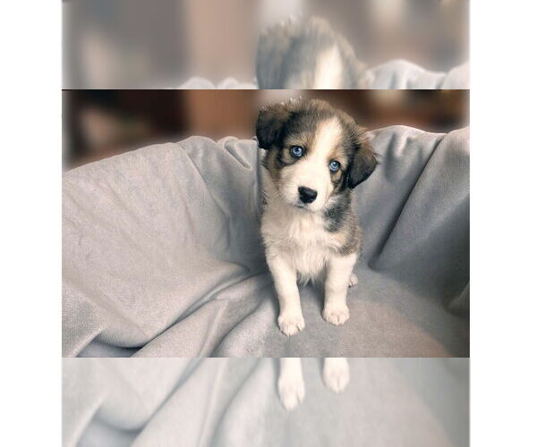 Medium Photo #4 Border Collie-Unknown Mix Puppy For Sale in New York, NY, USA