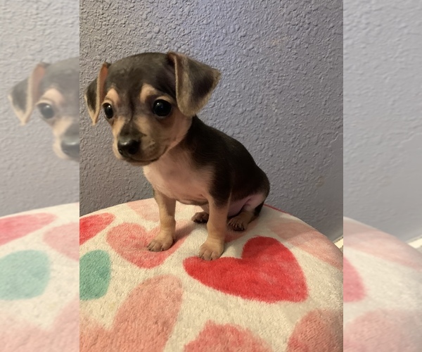 View Ad Chihuahua Puppy for Sale near Nebraska, MC COOK
