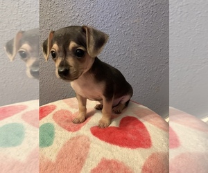 Chihuahua Puppy for sale in MC COOK, NE, USA