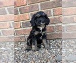 Puppy Nala Cockapoo