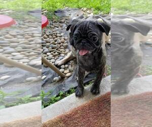 Pug Puppy for Sale in ROUND ROCK, Texas USA