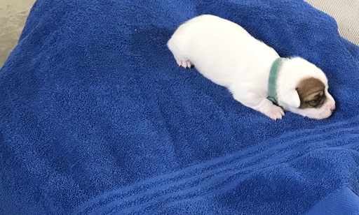 Medium Photo #5 Jack Russell Terrier Puppy For Sale in APPLE CREEK, OH, USA