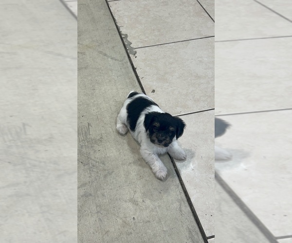 Medium Photo #1 Biewer Yorkie-Yorkshire Terrier Mix Puppy For Sale in CAPE CORAL, FL, USA