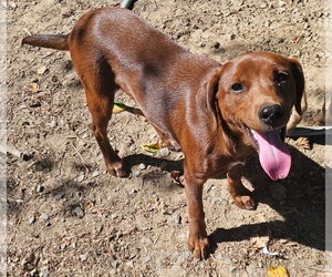 Feist Terrier-Unknown Mix Dogs for adoption in Tracy City, TN, USA