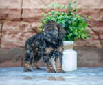 Puppy Raina Cockapoo