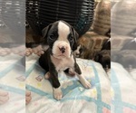 Small Photo #31 Boxer Puppy For Sale in RALEIGH, NC, USA