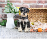 Small #5 Schnauzer (Miniature)